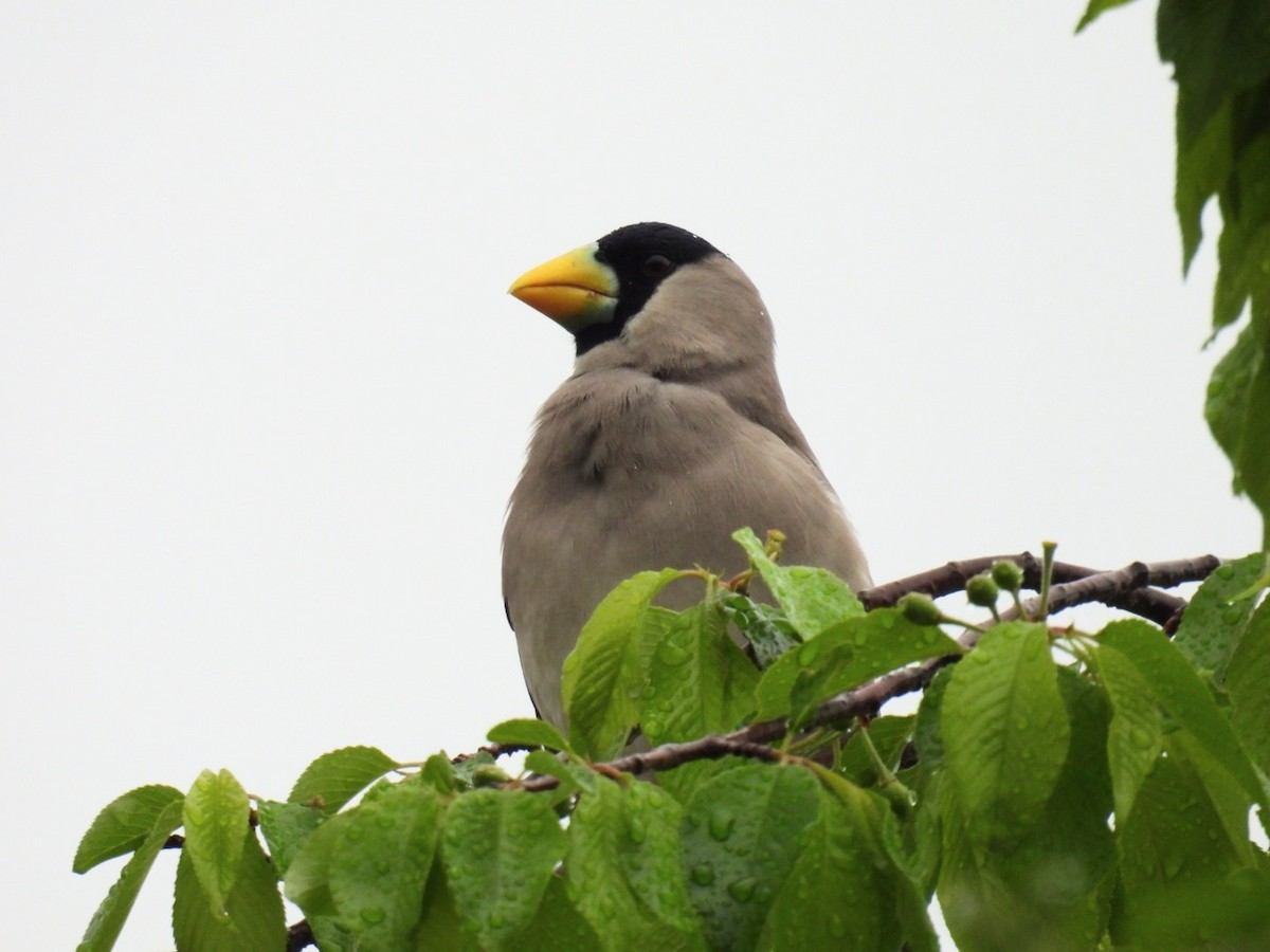 Japanese Grosbeak - Helen Erskine-Behr