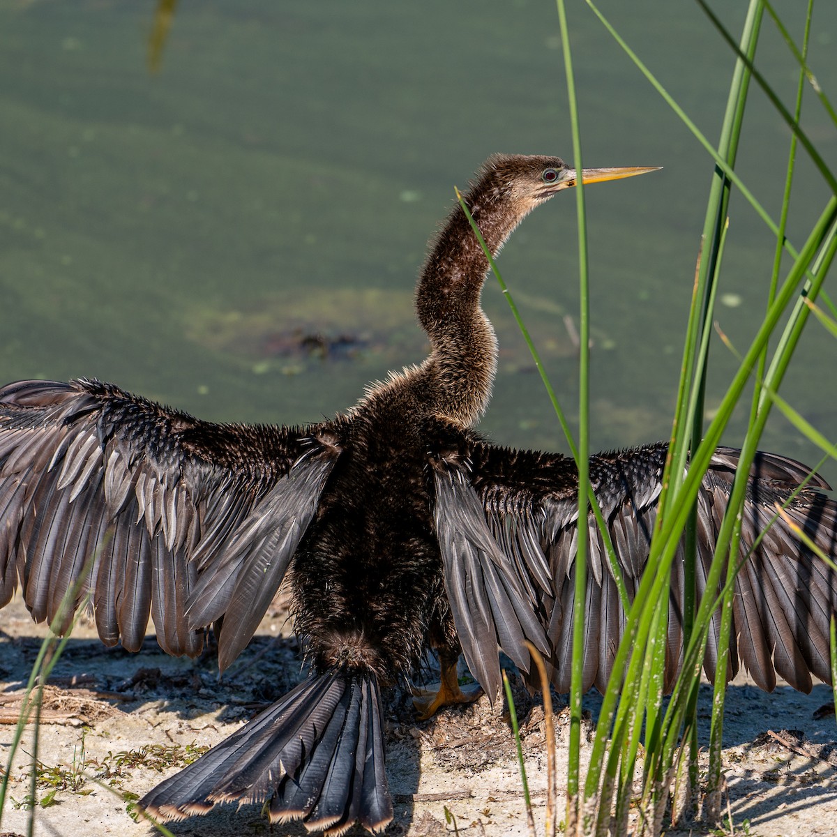 Amerika-Schlangenhalsvogel - ML617822120