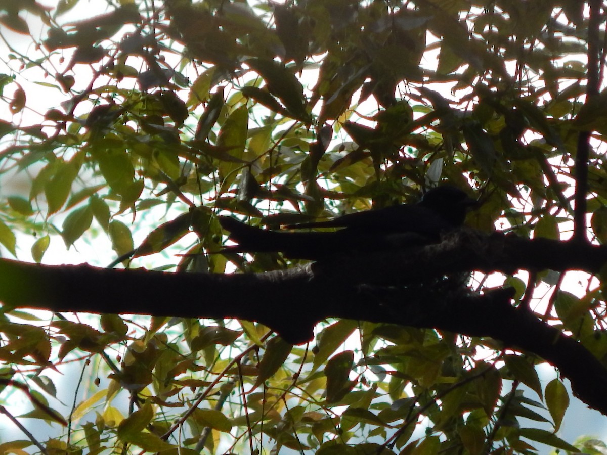 askedrongo - ML617822154