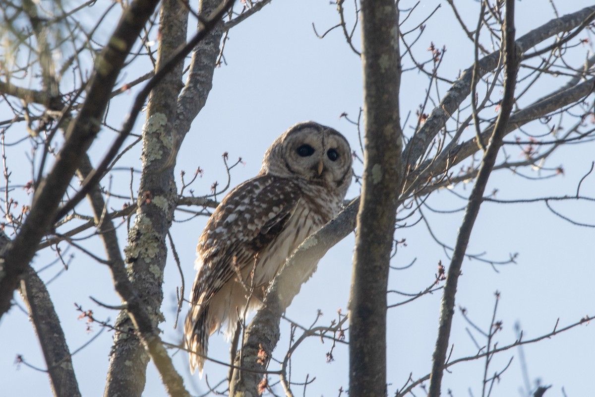 Barred Owl - Tristan Yoo