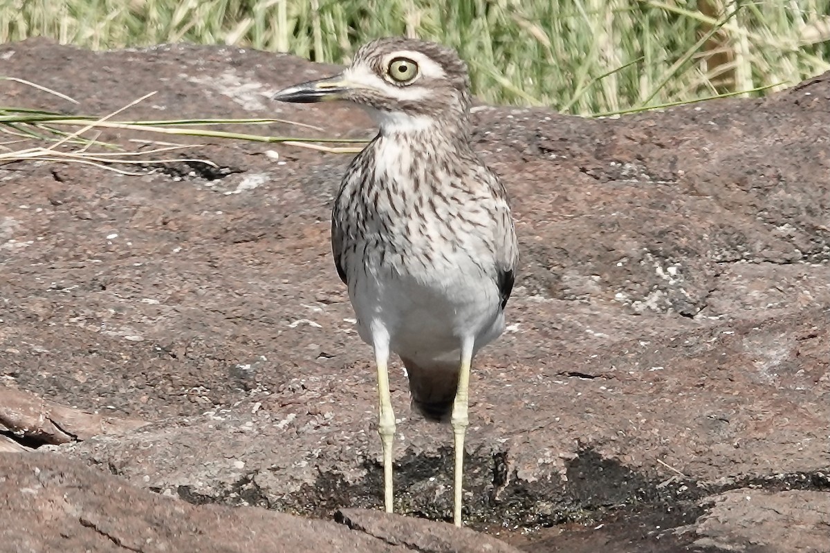 Spotted Thick-knee - ML617822183
