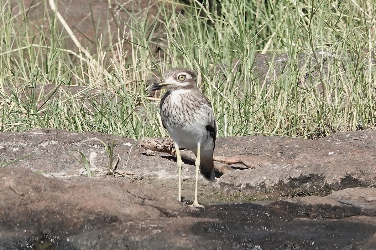 Spotted Thick-knee - ML617822184