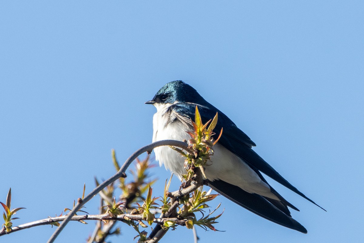 Tree Swallow - Tristan Yoo