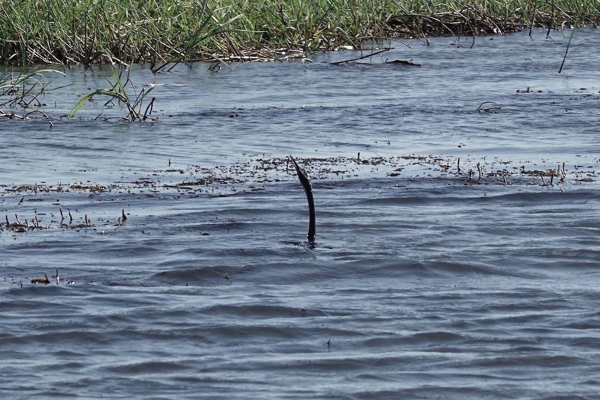 African Darter - ML617822195