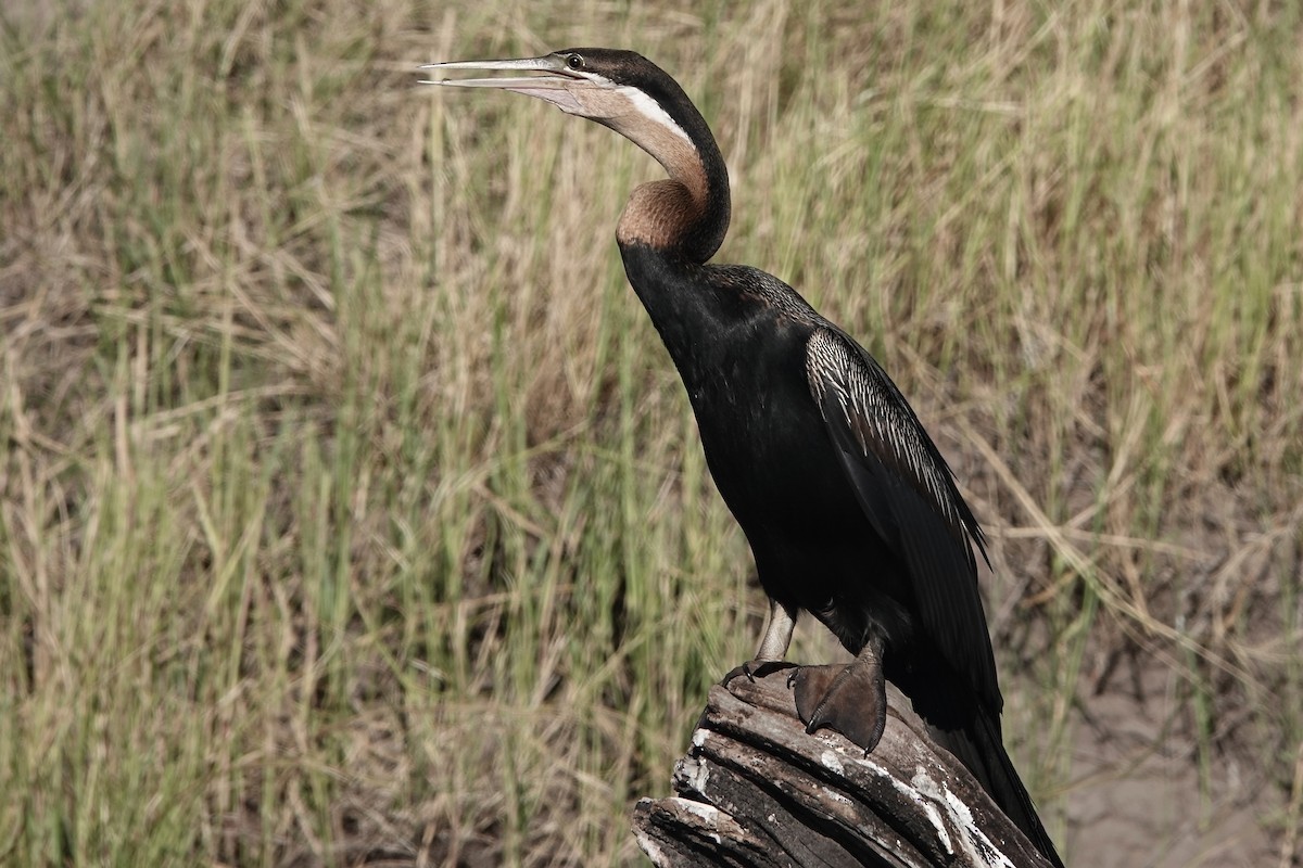 African Darter - ML617822196