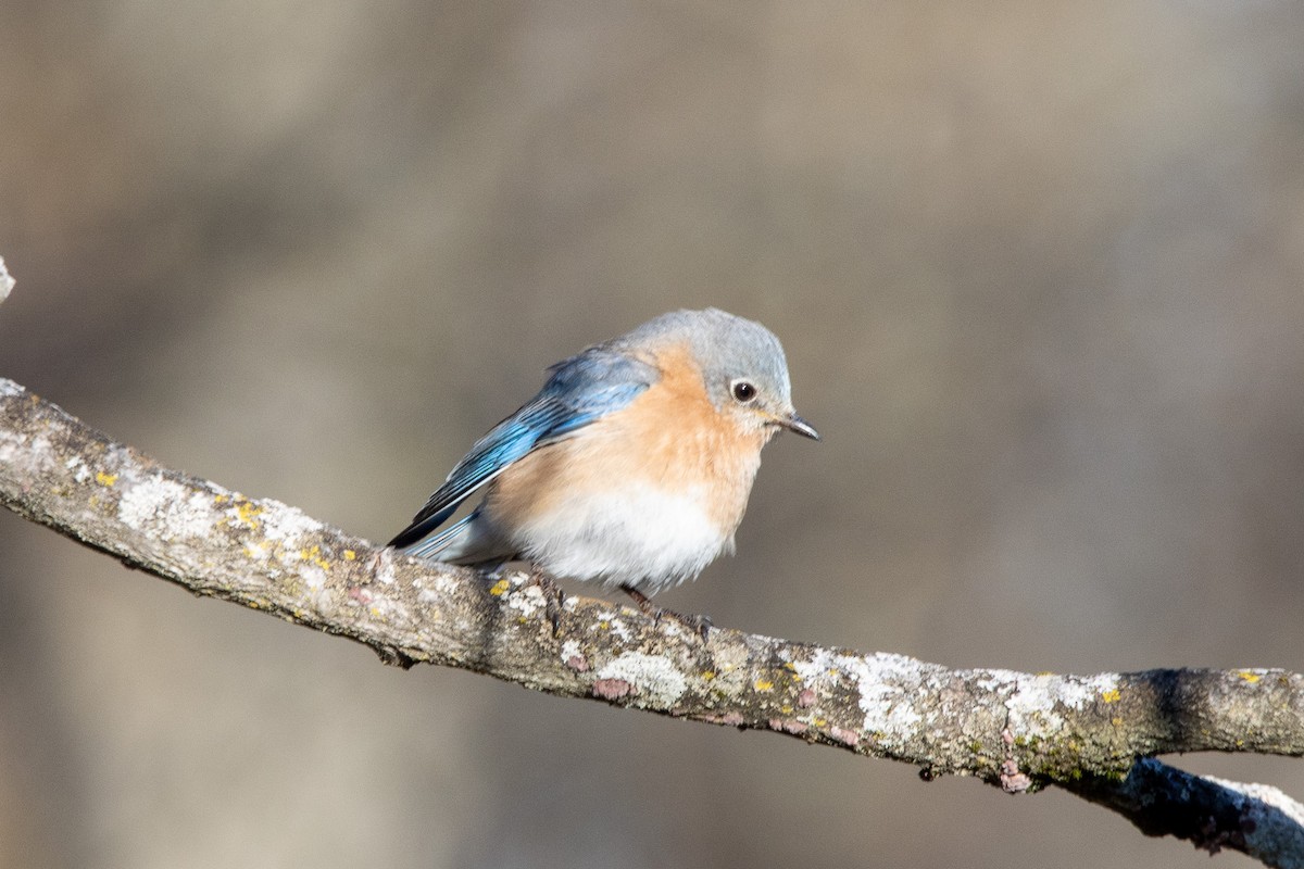 Eastern Bluebird - Tristan Yoo