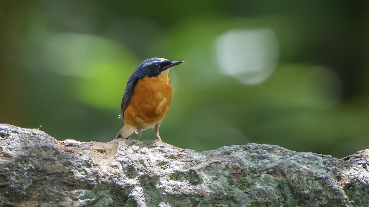 Indian Blue Robin - Shashika Bandara