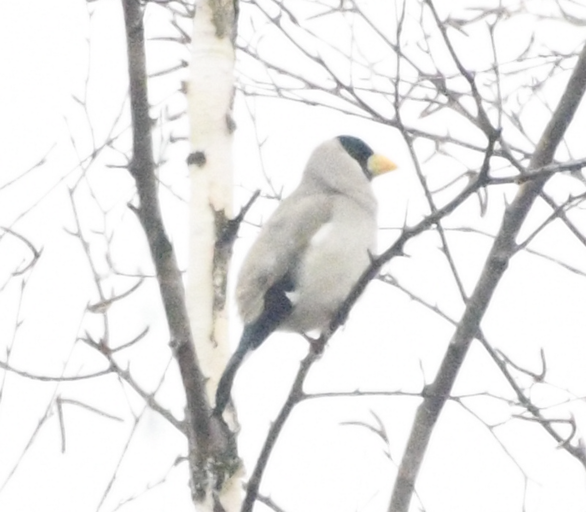 Japanese Grosbeak - ML617822238