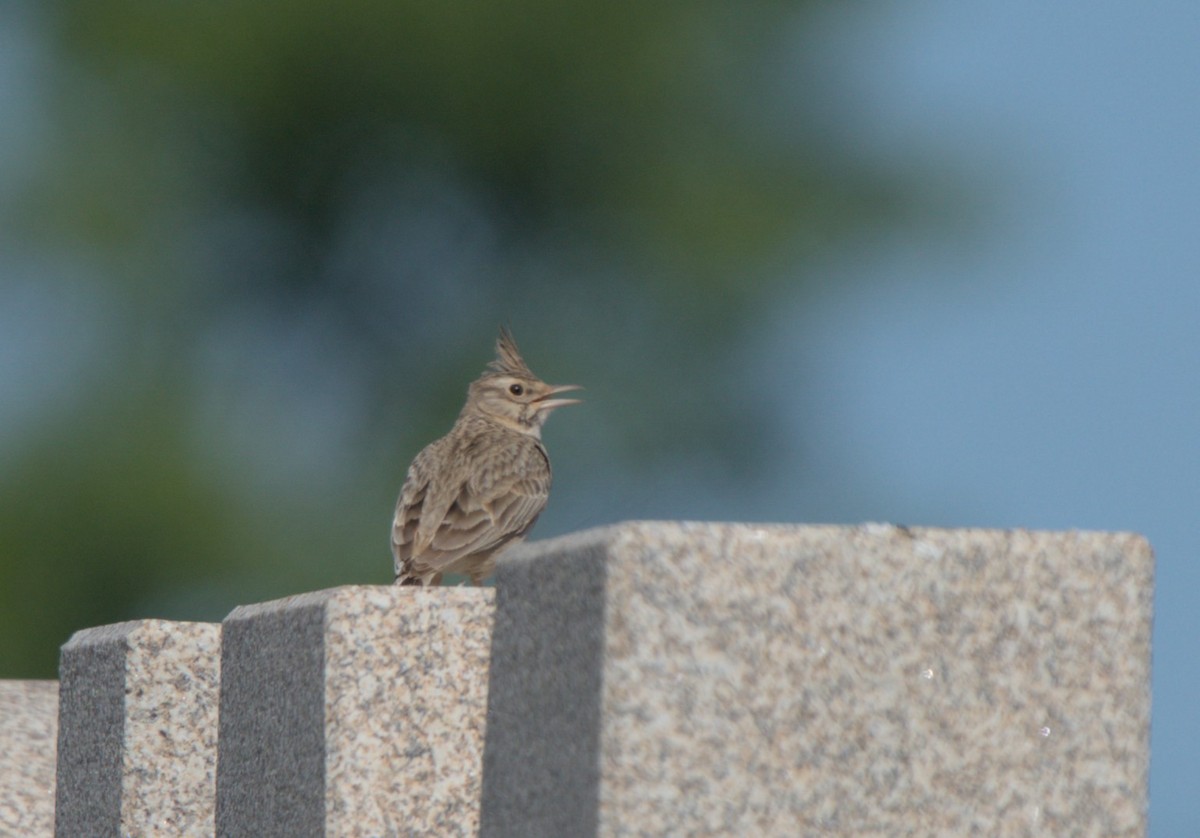 Crested Lark - ML617822274