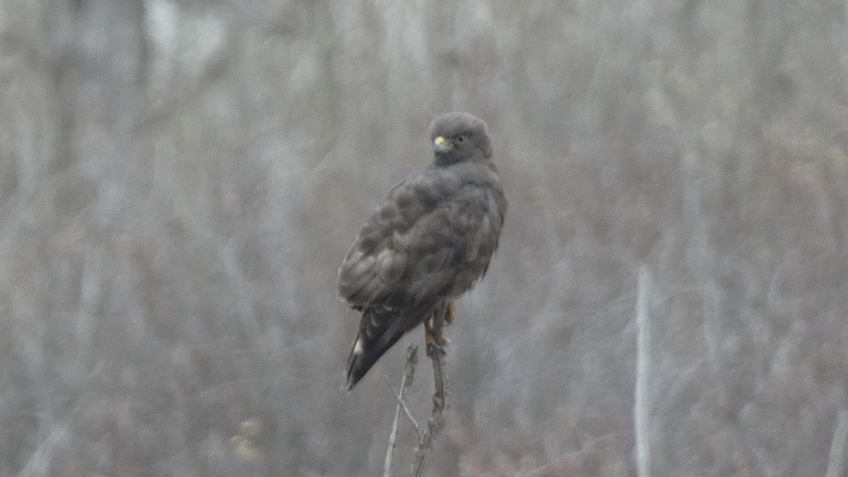 Rough-legged Hawk - Ken Villebro