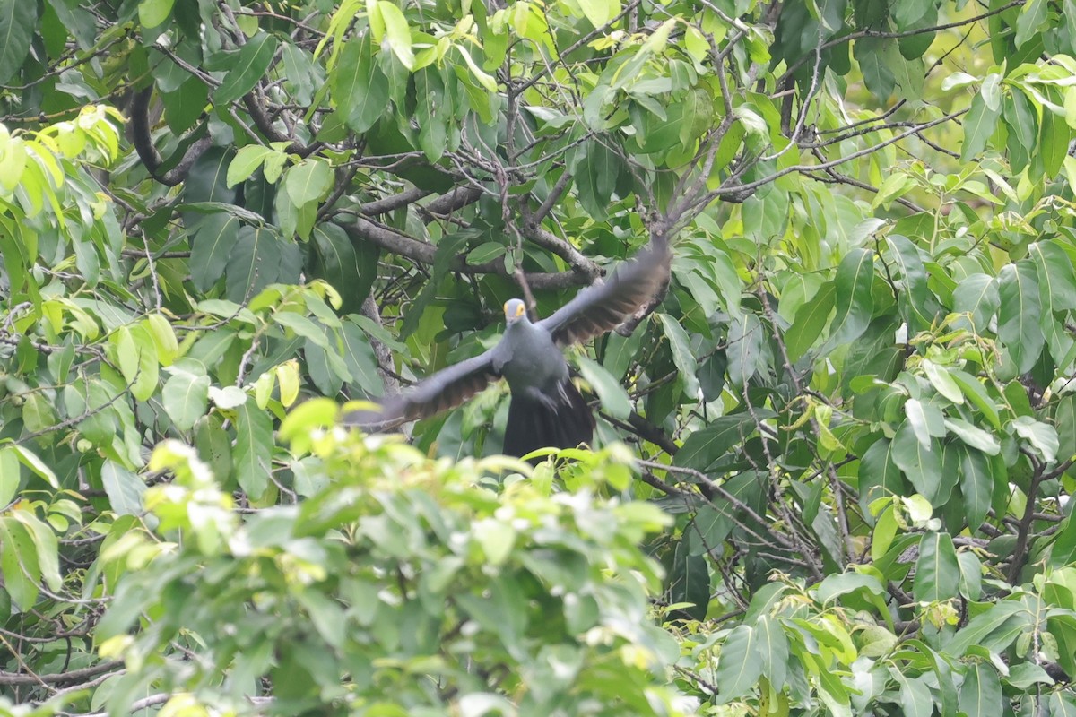 holub timorský - ML617822326