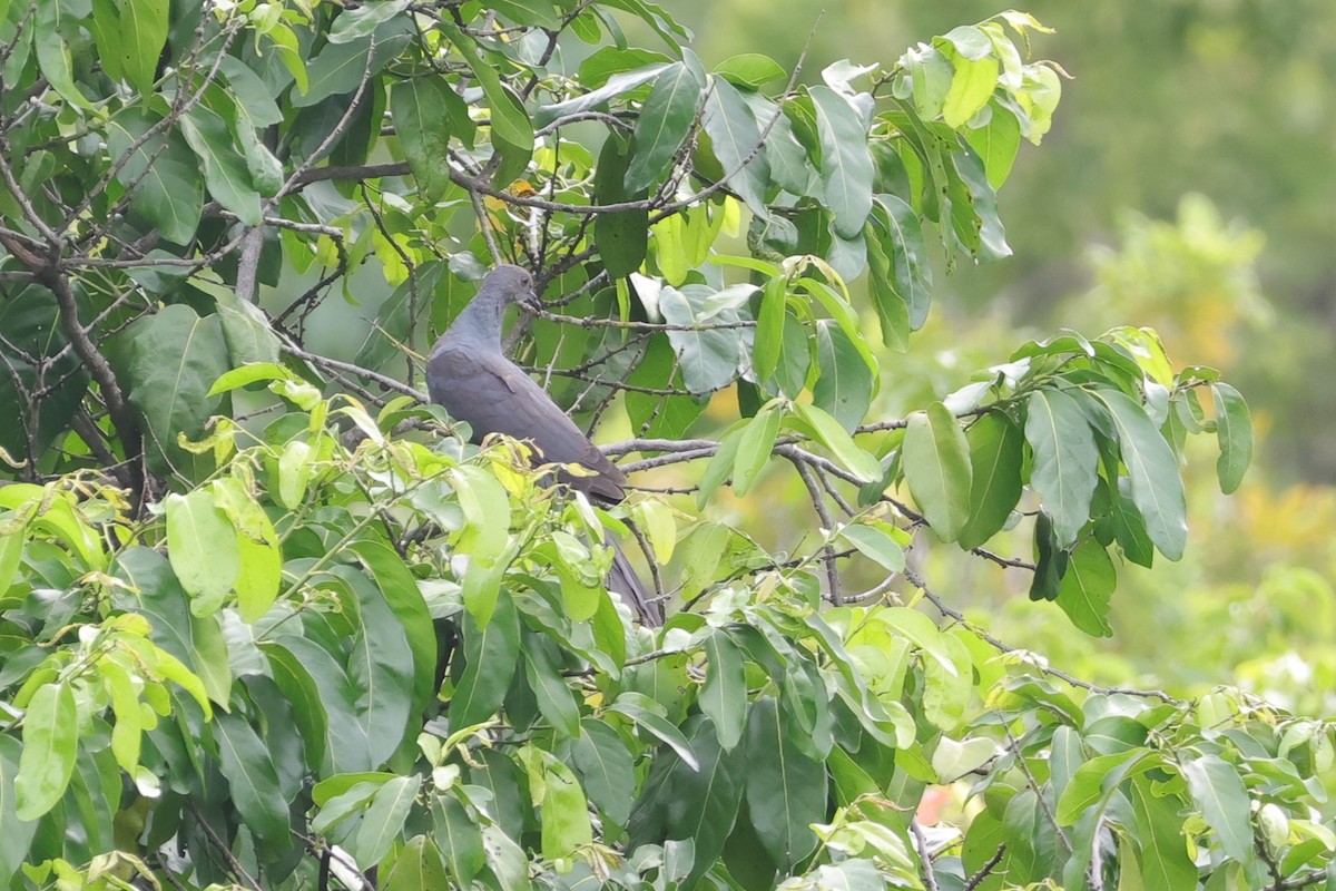 holub timorský - ML617822329