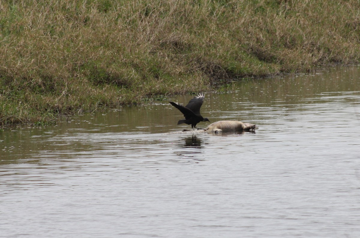 Black Vulture - ML617822352