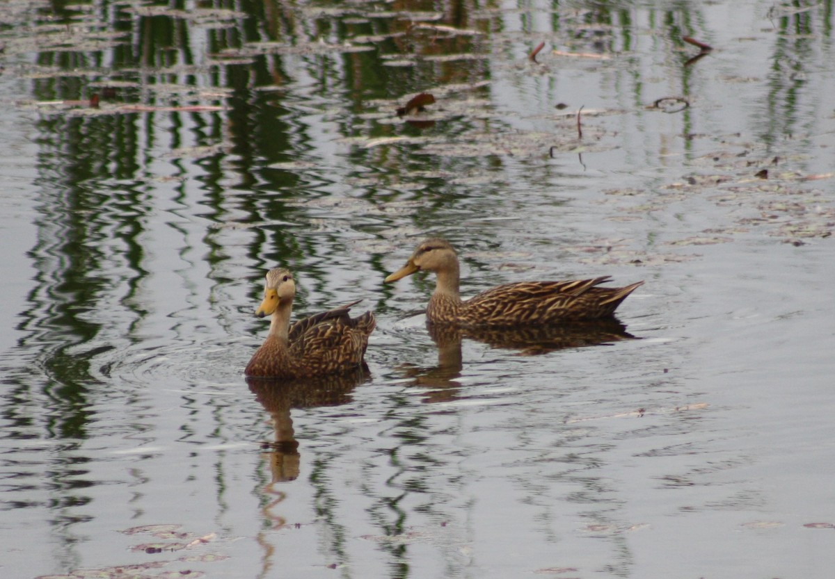 Mottled Duck - ML617822361