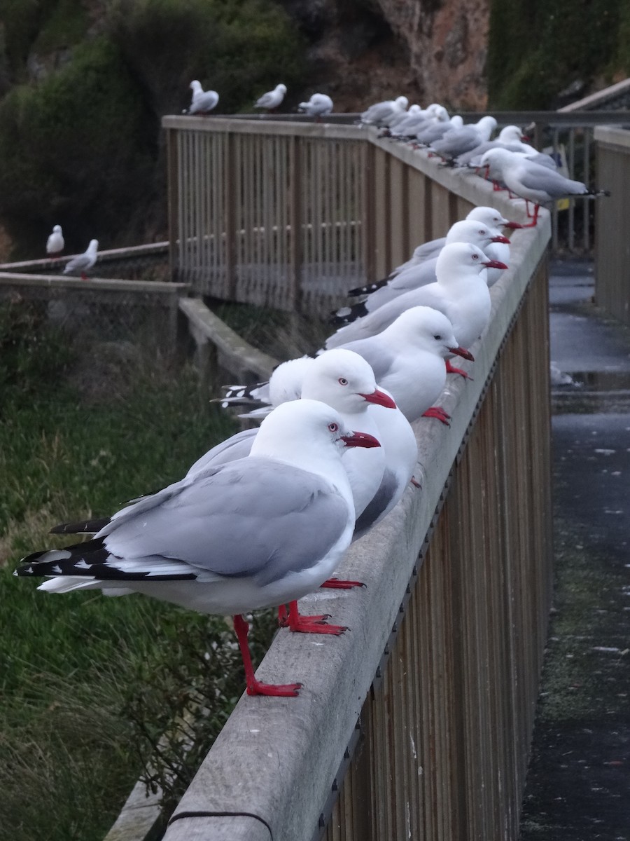 Silver Gull - Padrick Anderson