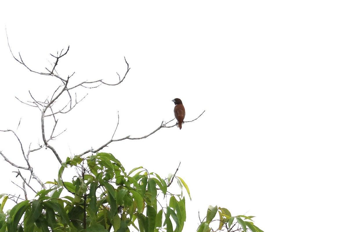 Five-colored Munia - ML617822380