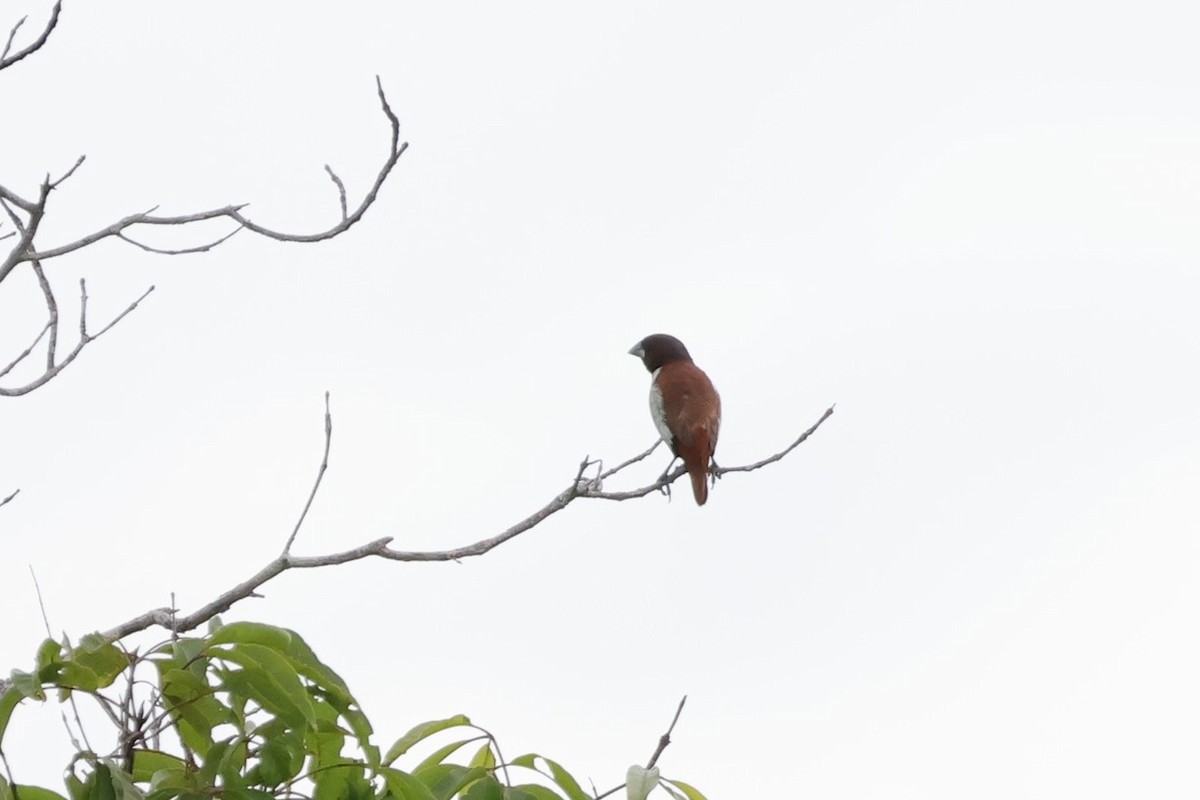 Five-colored Munia - ML617822381