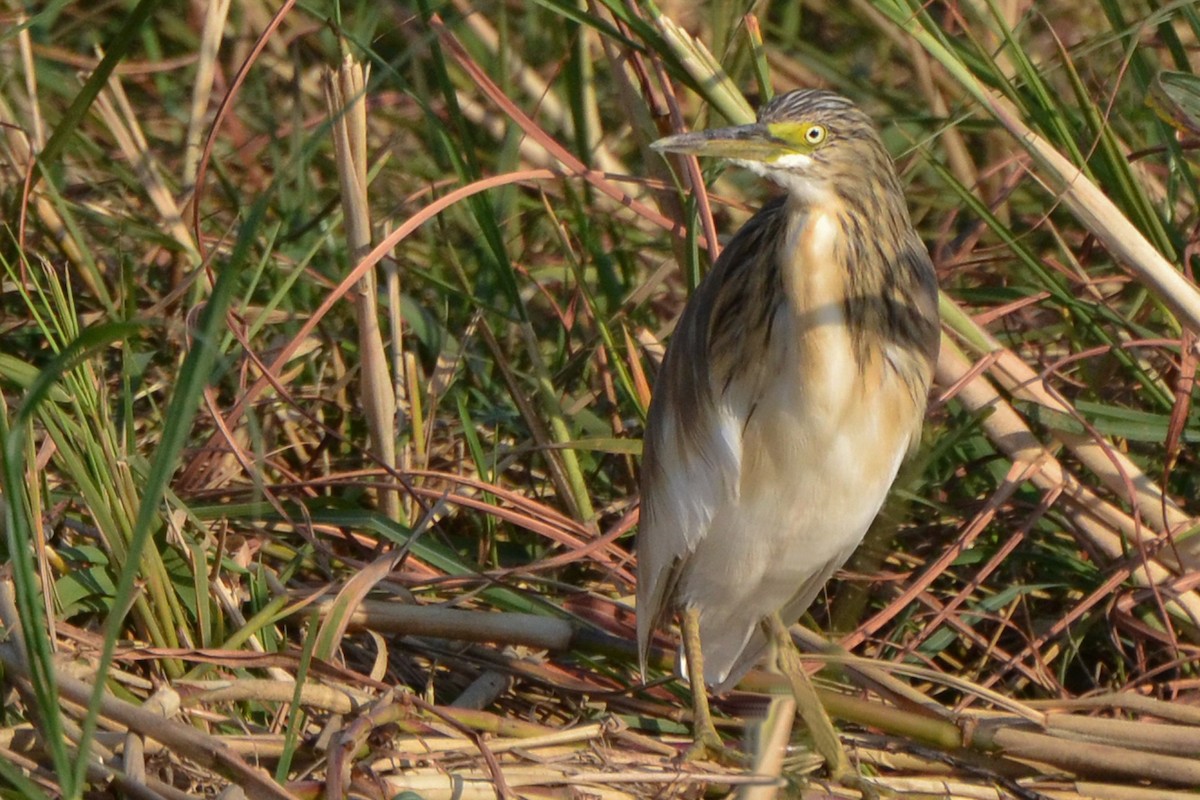 Squacco Heron - ML617822400