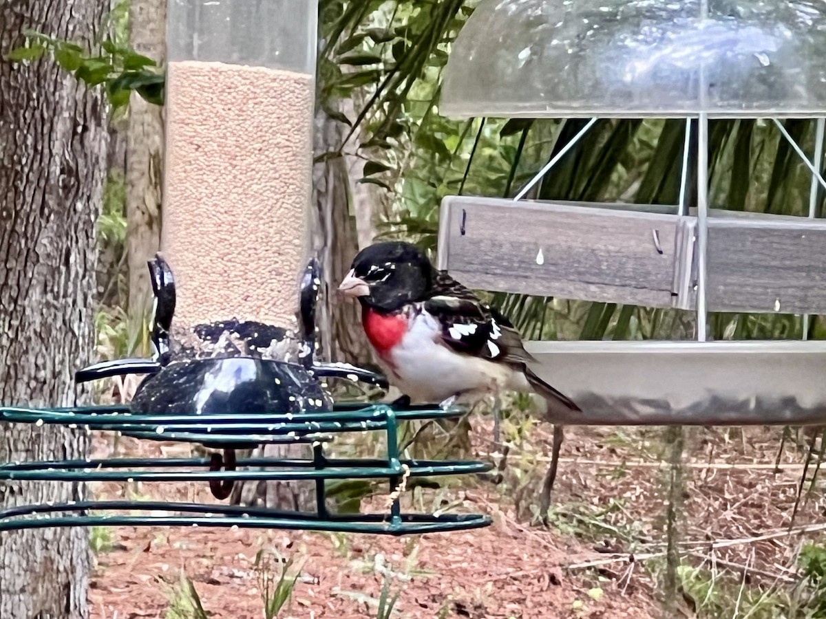 Rose-breasted Grosbeak - ML617822449