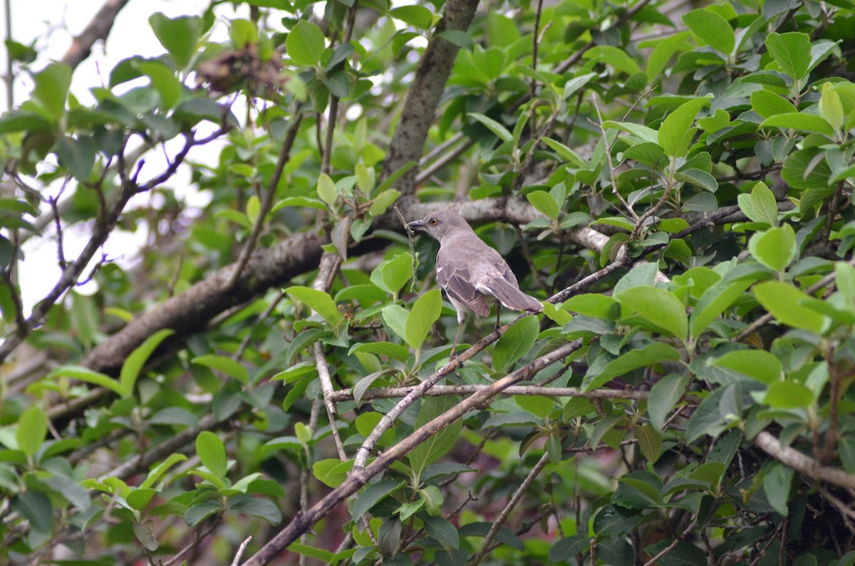 Northern Mockingbird - ML617822451