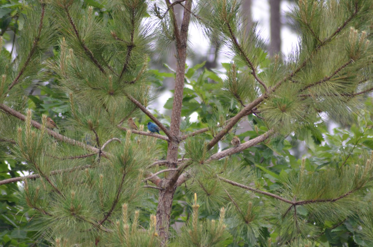 Indigo Bunting - ML617822465