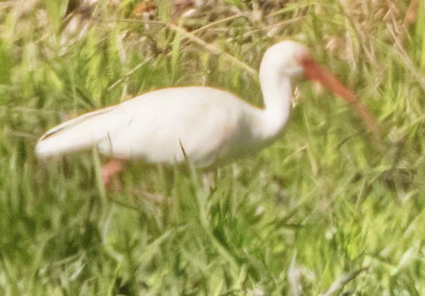 White Ibis - ML617822527