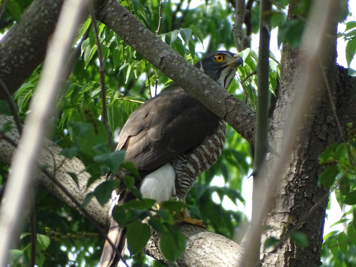 Crested Goshawk - ML617822529