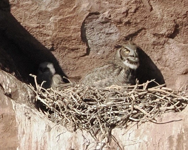 Great Horned Owl - ML617822540