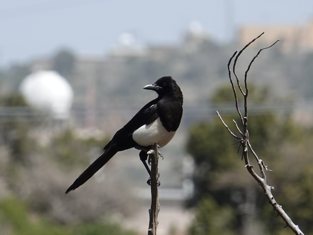 Asir Magpie - ML617822548