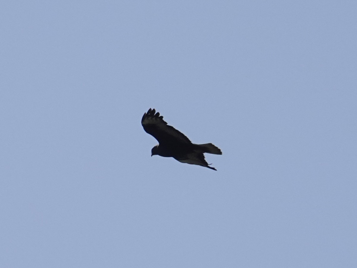 Long-legged Buzzard - ML617822559