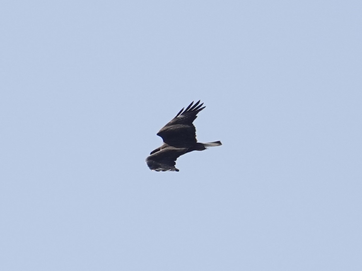 Long-legged Buzzard - ML617822560