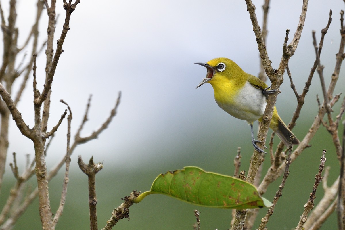 Luzonbrillenvogel - ML617822583