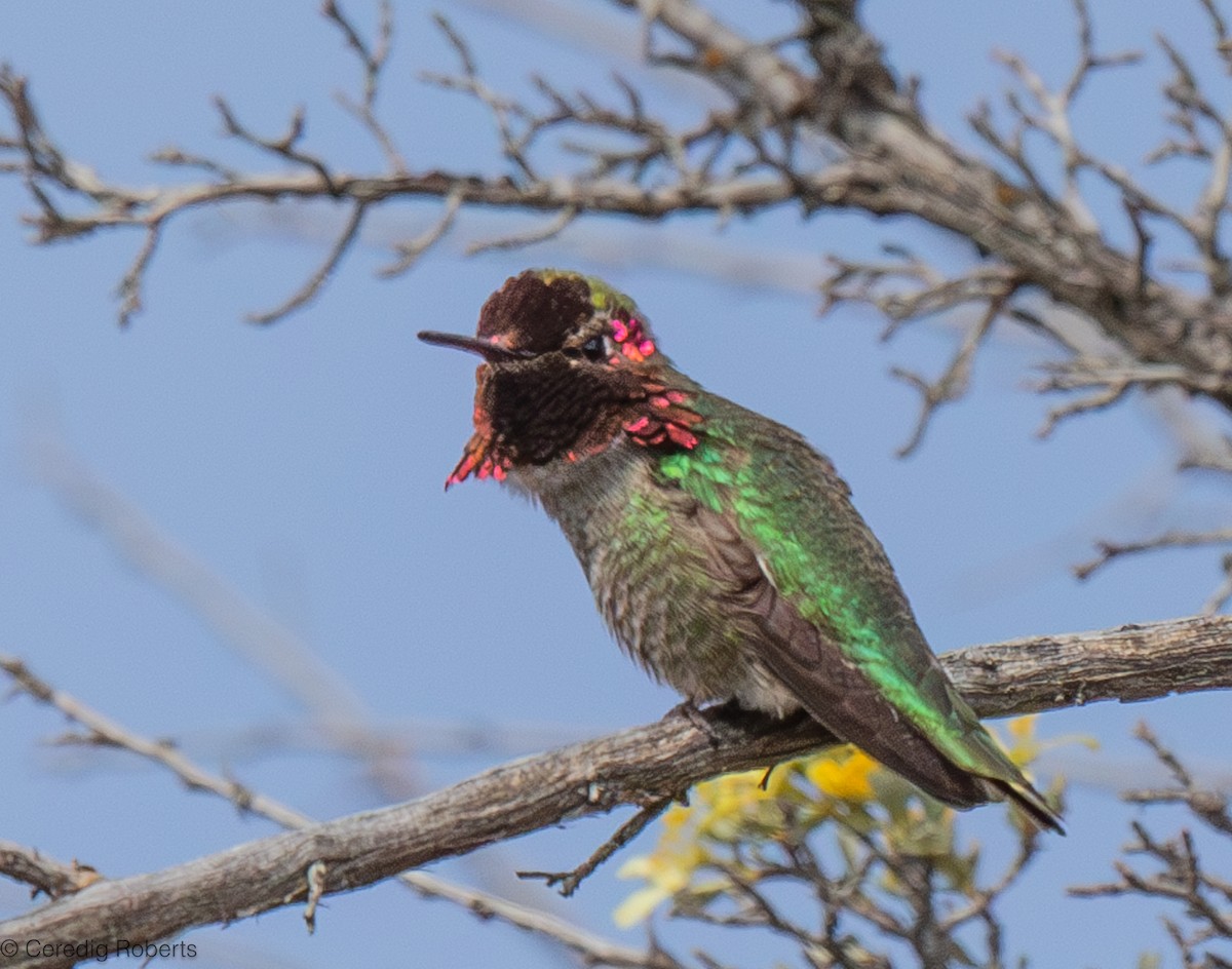 Anna's Hummingbird - ML617822598