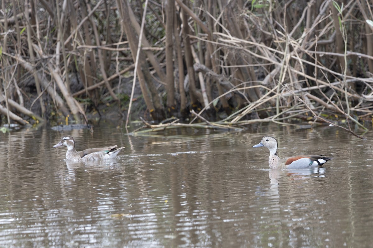 Ringed Teal - ML617822612