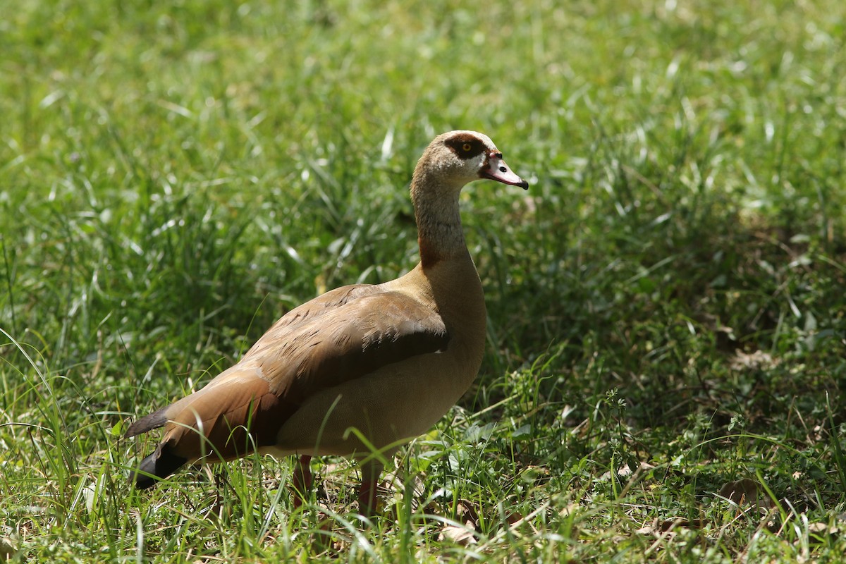 Egyptian Goose - ML617822614