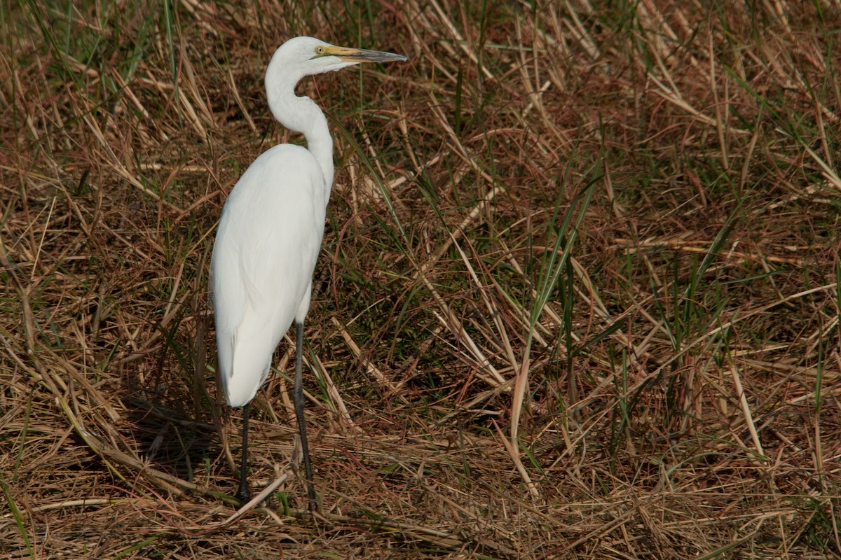 Great Egret - ML617822616