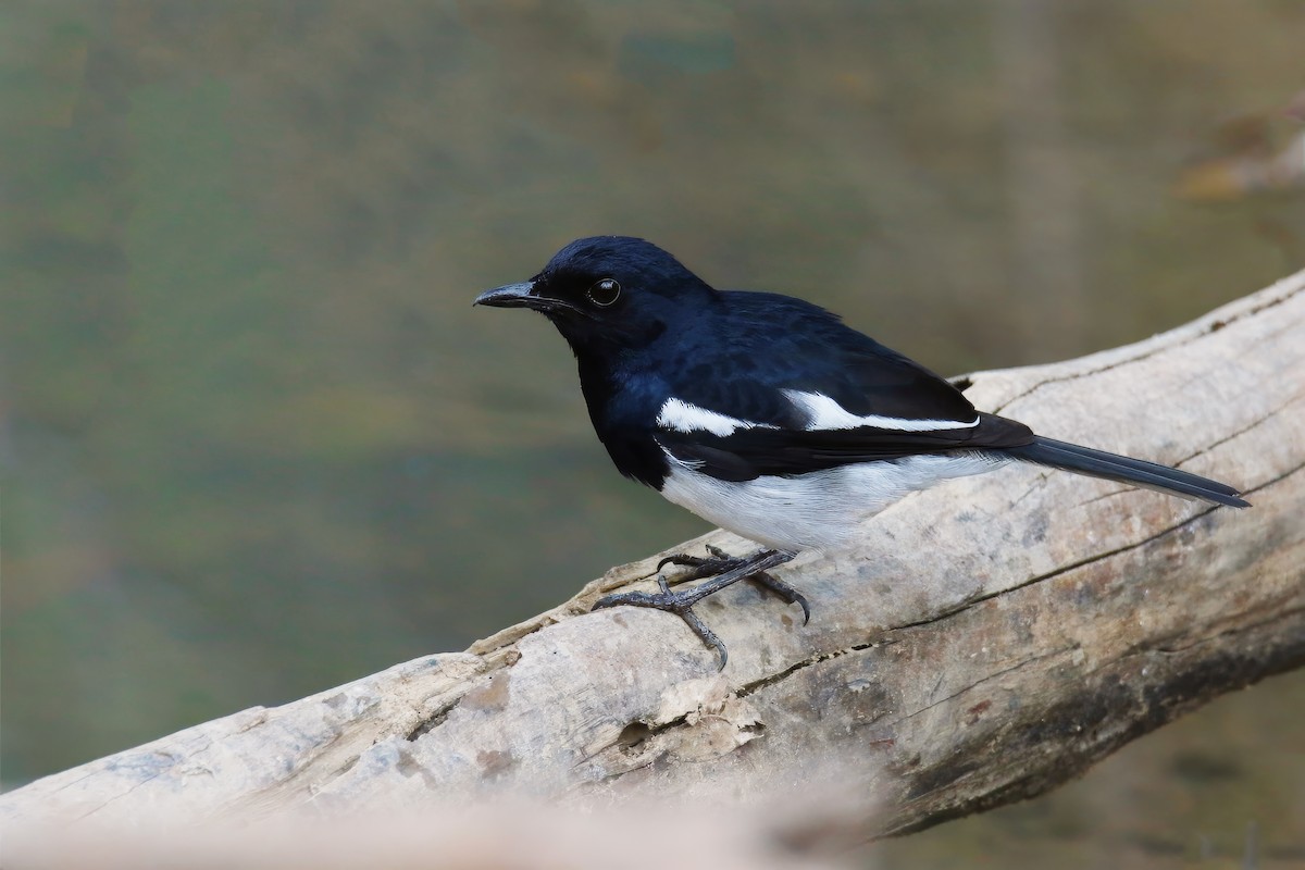 Oriental Magpie-Robin (Oriental) - Jens Toettrup