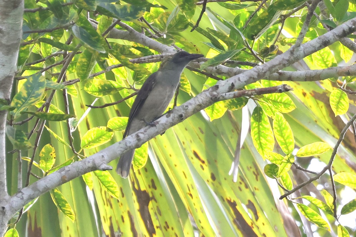 Wallacean Cuckooshrike - ML617822649