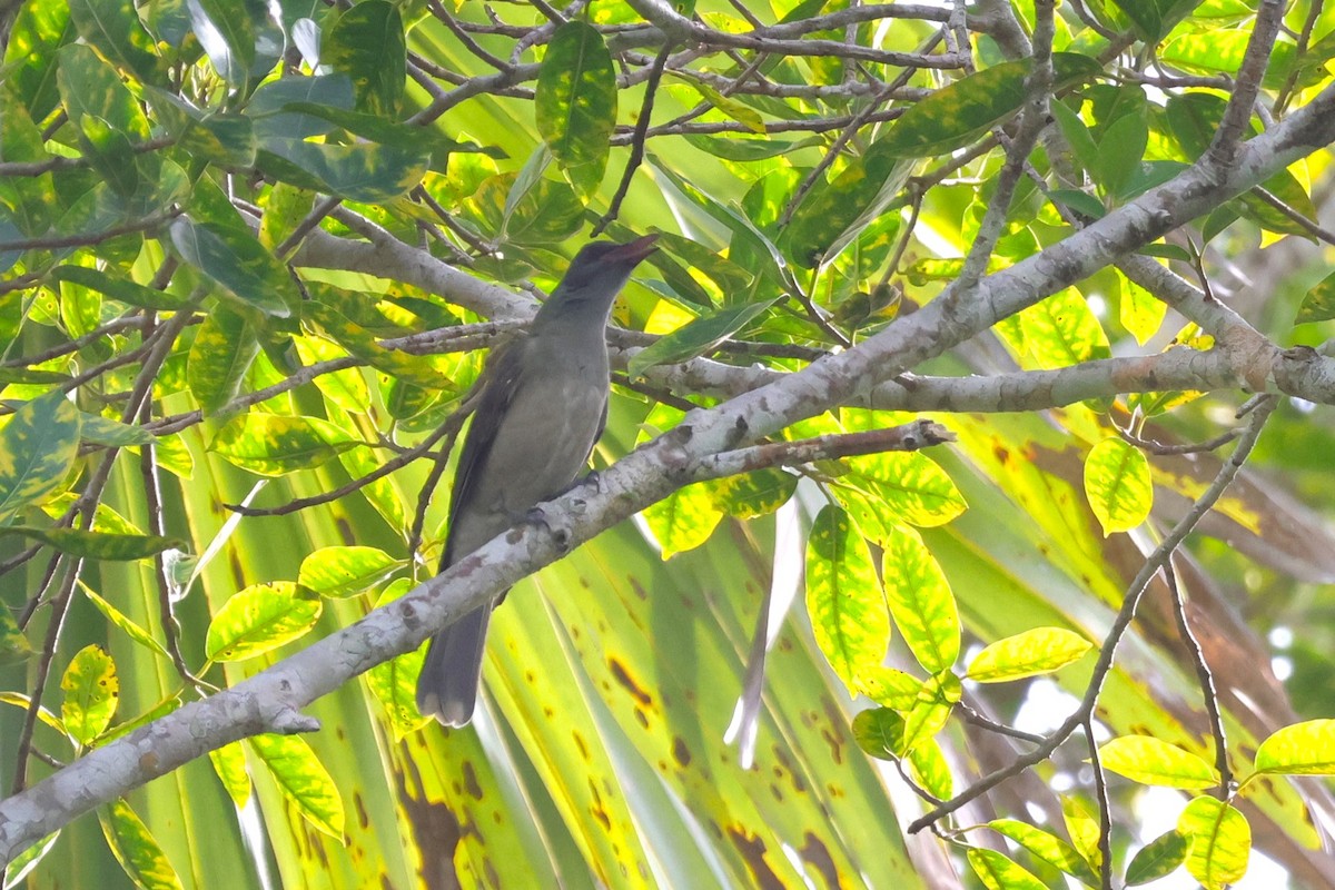 Wallacean Cuckooshrike - ML617822650