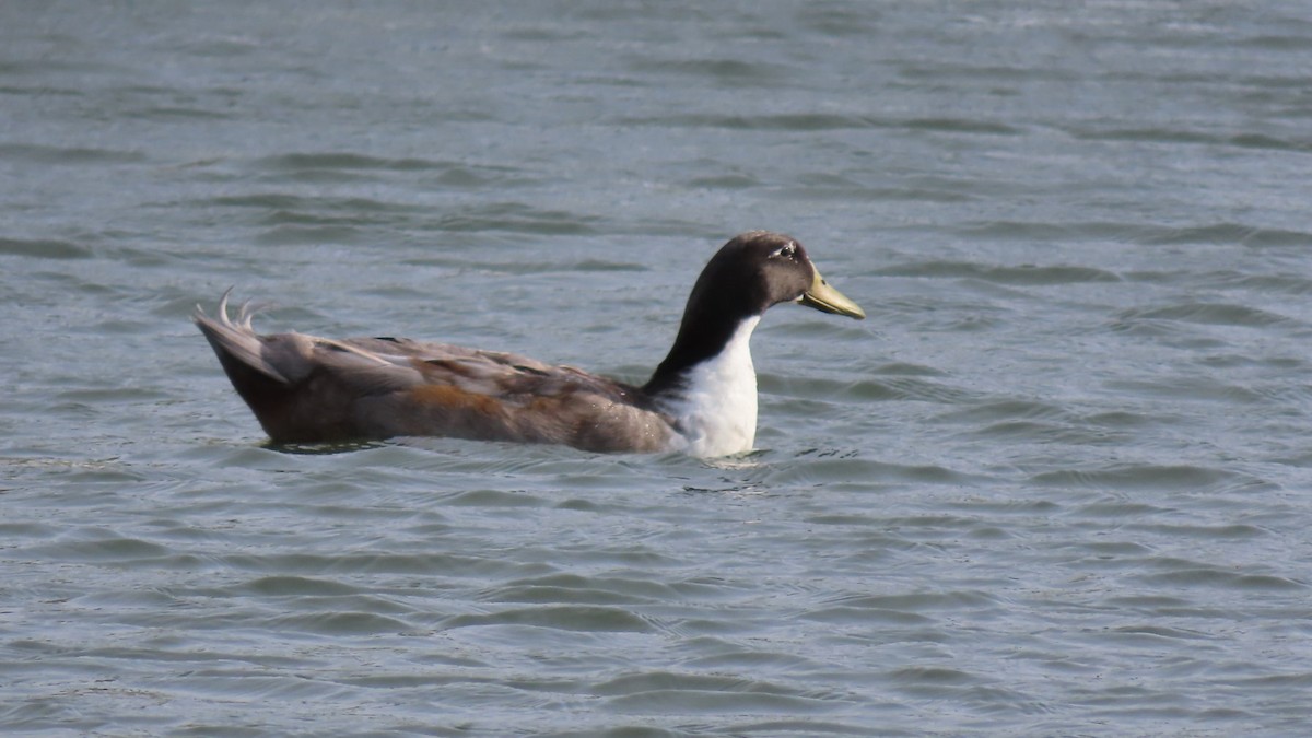 Canard colvert - ML617822663