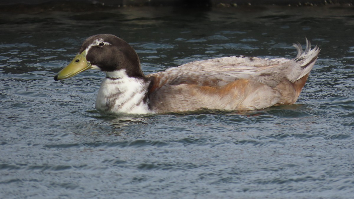 Canard colvert - ML617822664