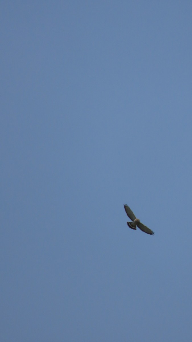 Broad-winged Hawk - older rodriguez