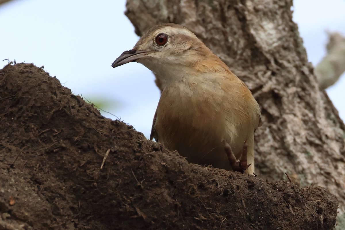 Lesser Hornero - Mark Miller