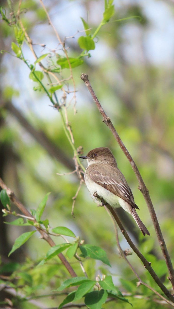 Eastern Phoebe - ML617822683