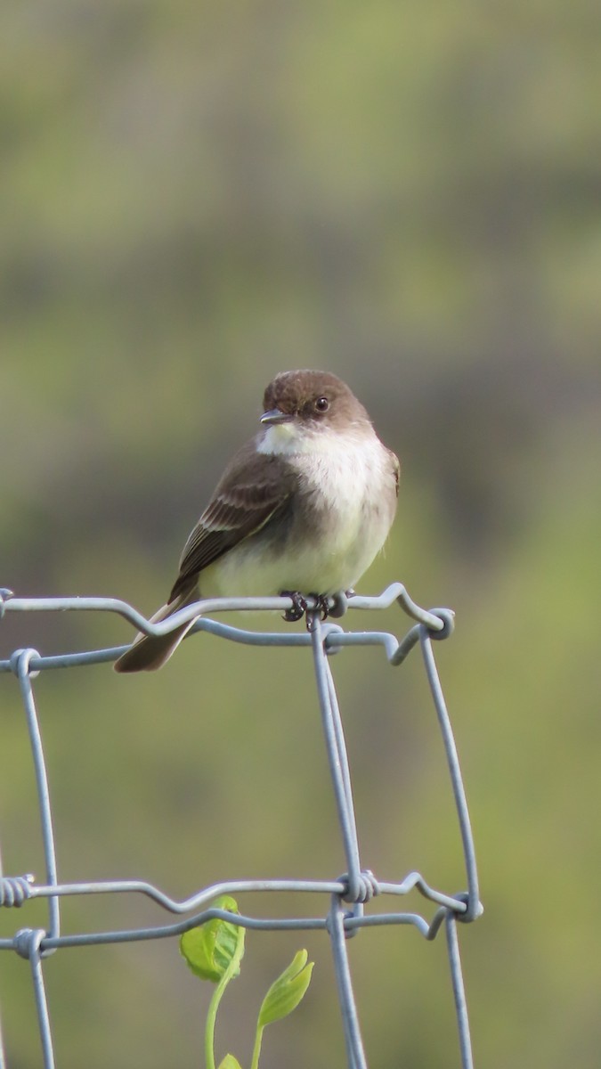 Eastern Phoebe - ML617822684