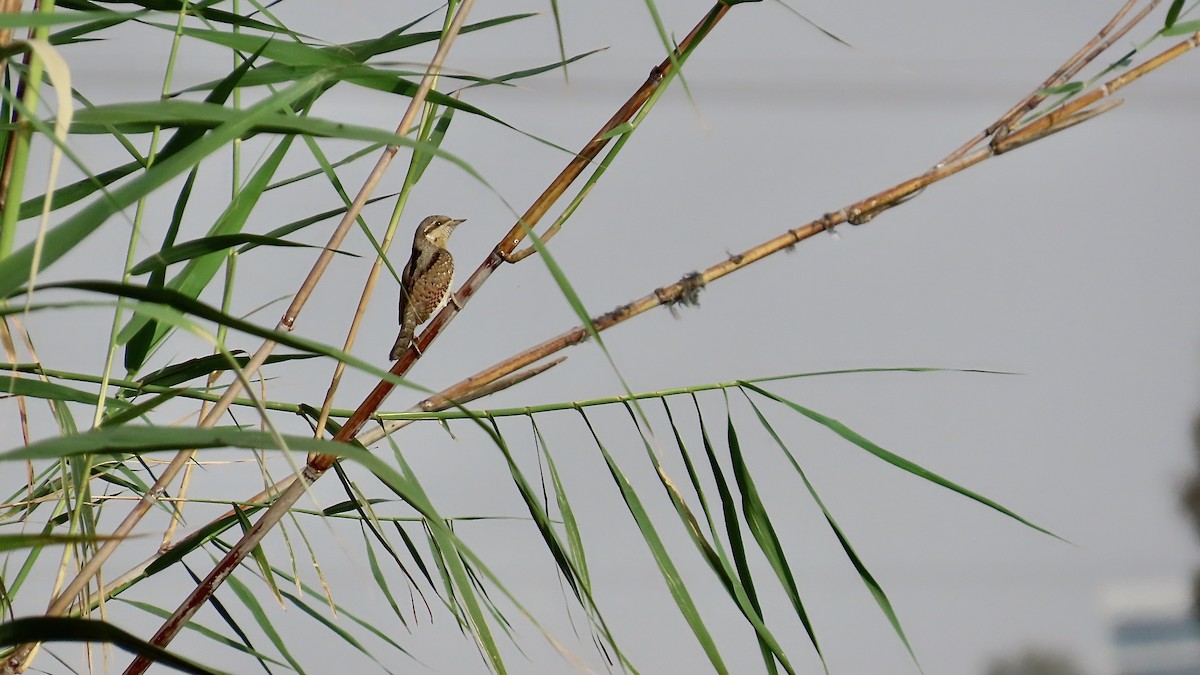 Eurasian Wryneck - Noah Isakov