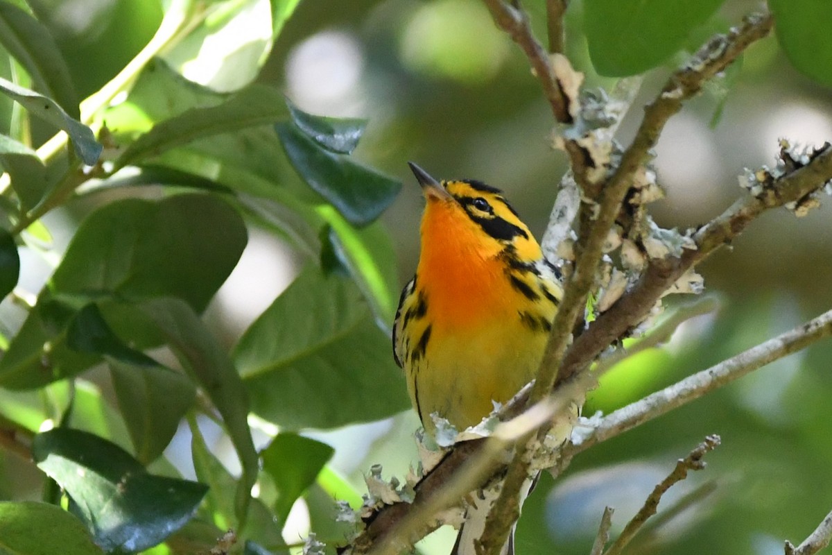 Blackburnian Warbler - ML617822798