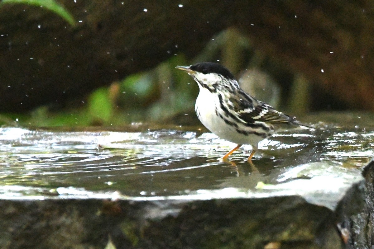 Blackpoll Warbler - ML617822815