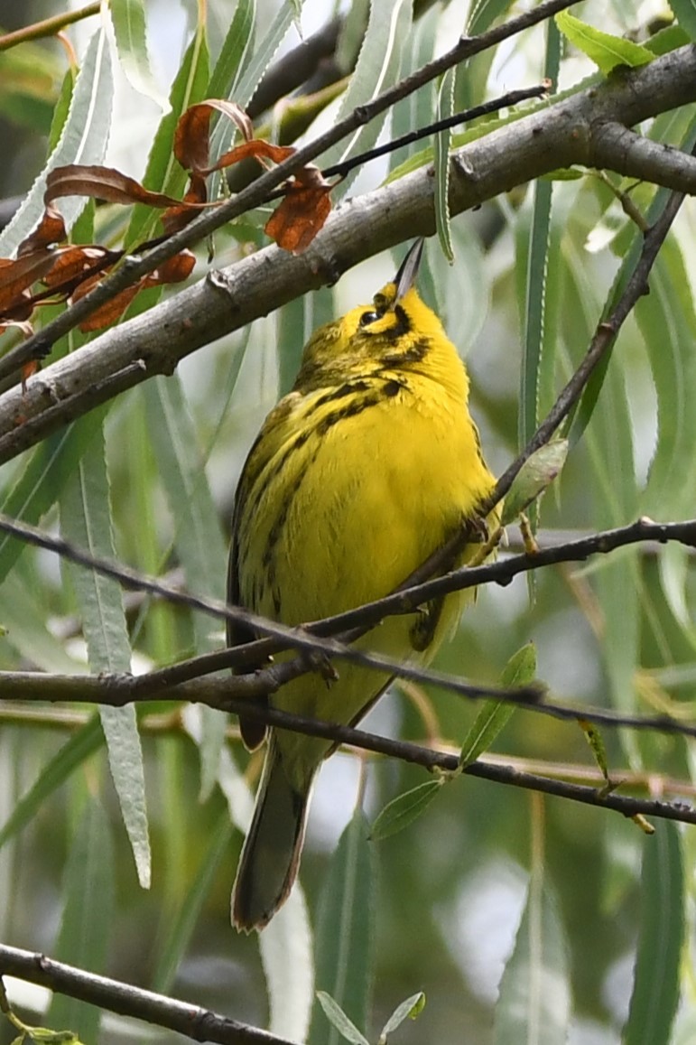 Prairie Warbler - ML617822822