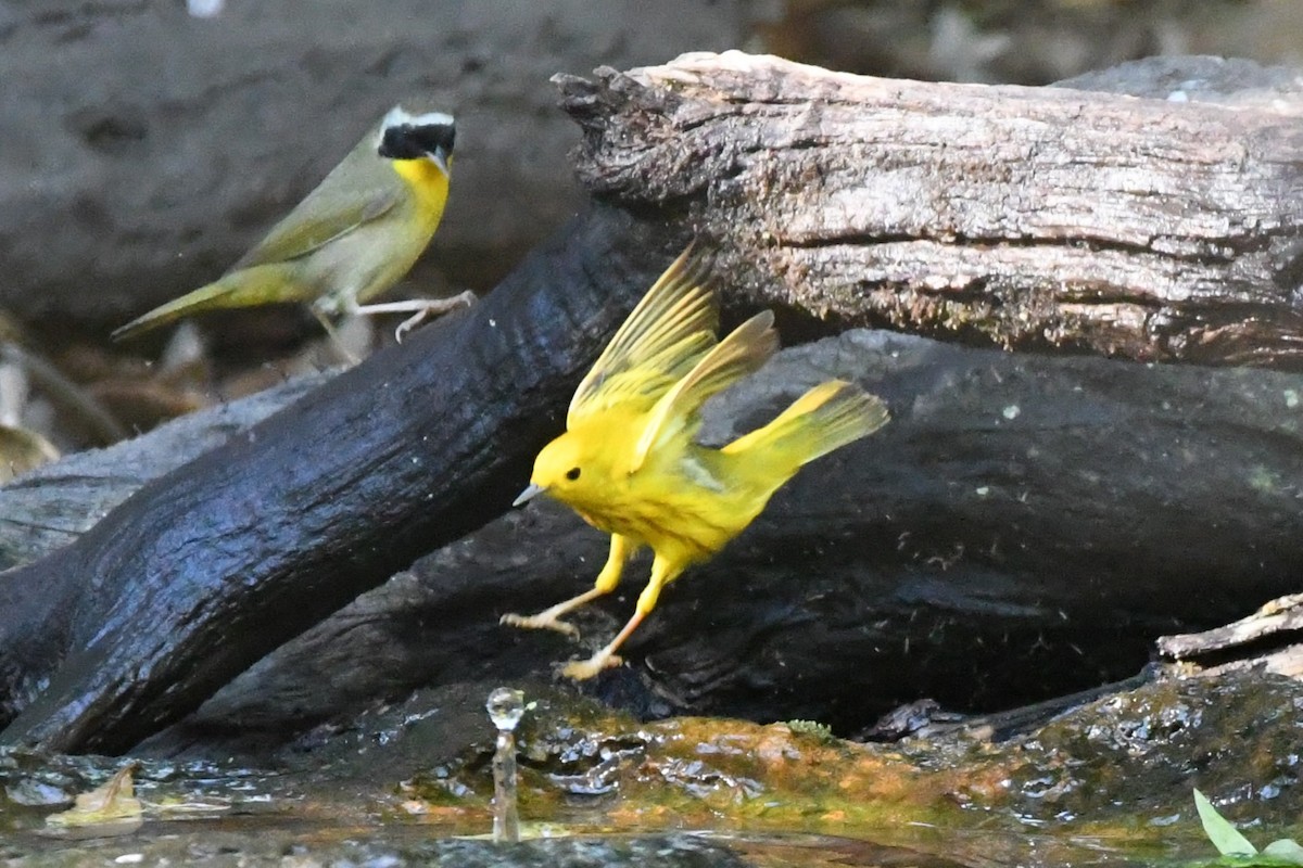 Yellow Warbler - ML617822830